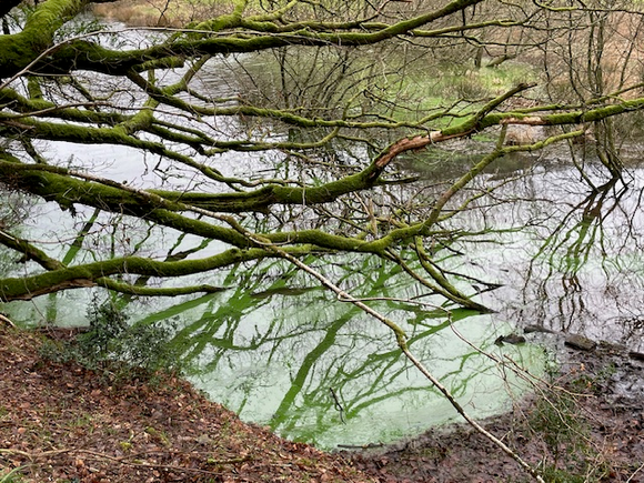 Vibrant green algal bloom at Clatworthy