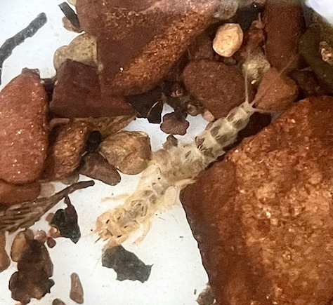 Mayfly larva