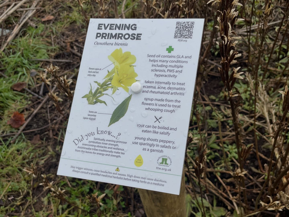 A photo of an information panel for Evening Primrose