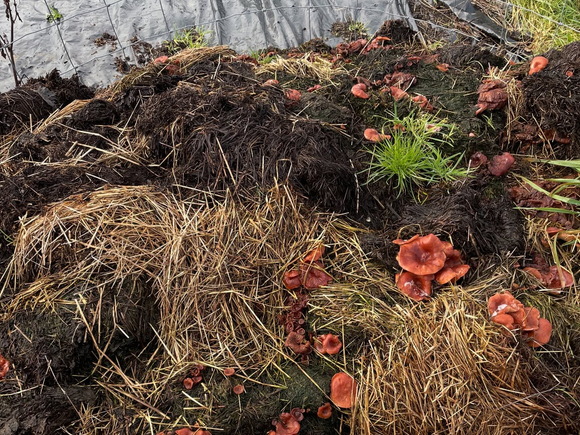 A photo of mushrooms growing on a pile of soil