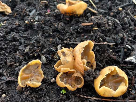 A photo of mushrooms growing