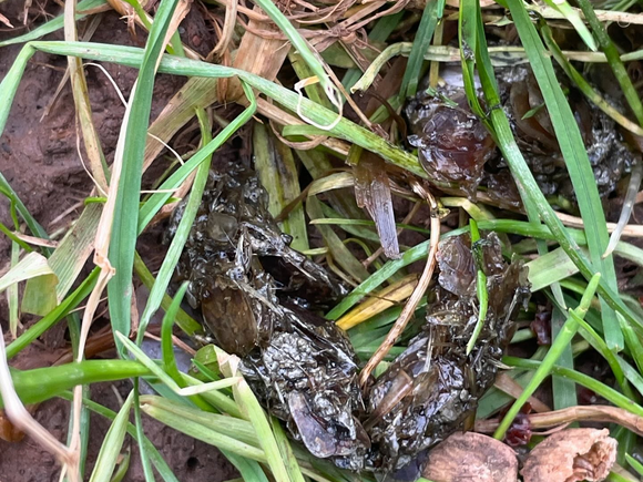 A photo of otter spraint