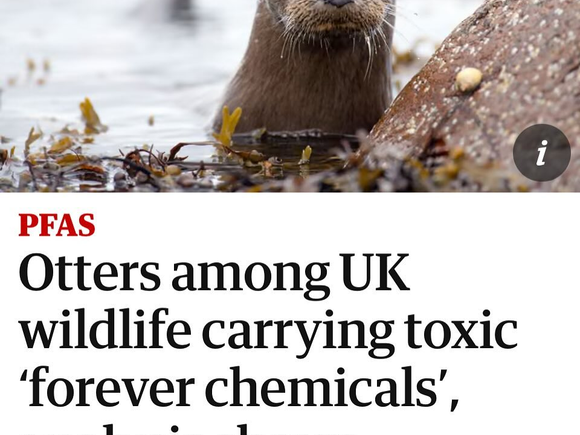 A news headline that reads "Otters among UK wildlife carrying toxic forever chemicals' analysis shows"