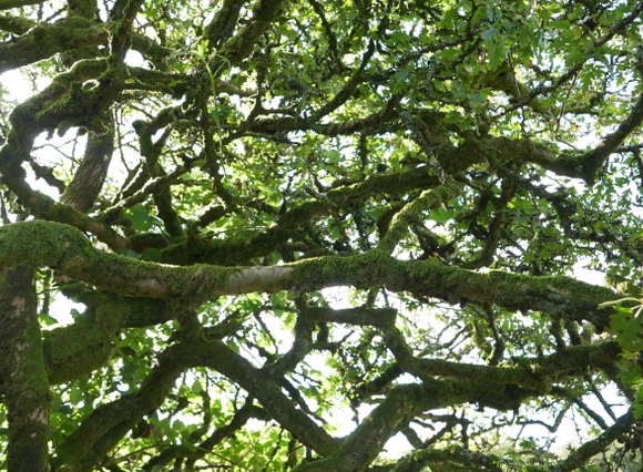A Hawthorn tree, photographed from the inside looking out