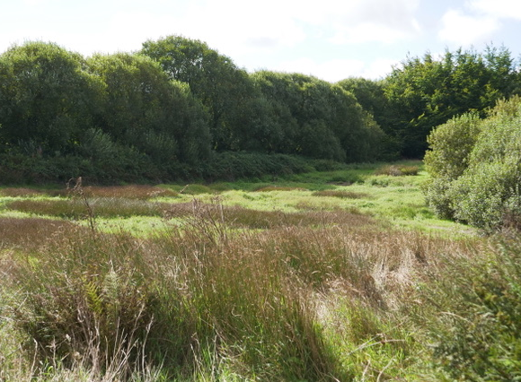 view of Beverton Pond from the East with ruses in the foreground and trees in the distance