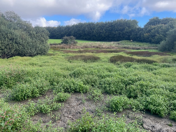 View of Beverton Pond from SW side, it is full of green plants but no water