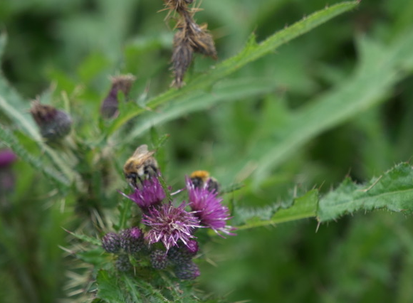 Purple thistle flower with two bees feeding