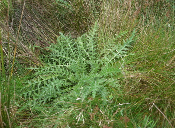 a large thistle plant in the long grass