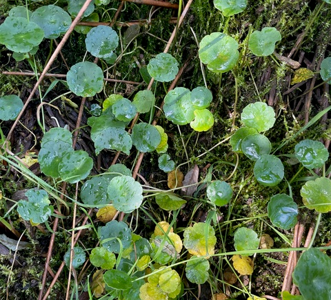 A kind of Pennywort plant with round shiny leaves